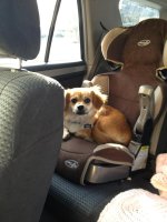 dog.jpg