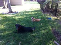 dogs4.jpg