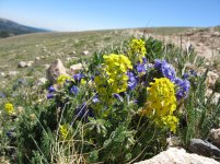 IMG_1726v2.jpg