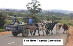 cowrolla.jpg
