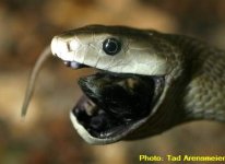 Black%20mamba%20snake%20eating.jpg