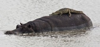 AA-Croc rides hippo.jpg