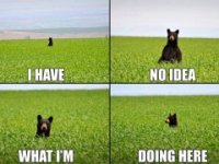 i-have-no-idea-what-im-doing-here-240x180.jpg