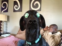 crazy eyes large.jpg