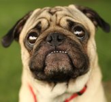 Pug_IMG_0916.jpg