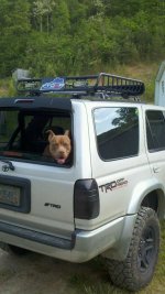 back up lights n dog.jpg back up lights n dog.jpg