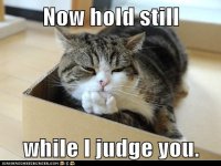 funny-cat-pictures-now-hold-still-while-i-judge-you.jpg