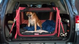 Joey in the Crate.jpg