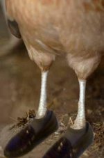 chicken-legs[1].jpg