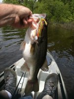 Fish 005.jpg