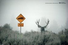 ad_t4rdeer.jpg