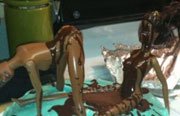 amazing-cake-1.jpg