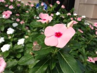 IMG_1085.jpg