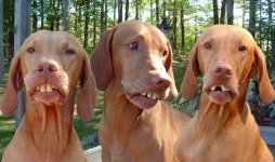 redneck-dogs.jpg