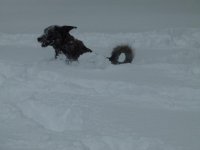 snow2.jpg