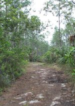 trail_1_1.jpg