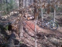 Charlotte MTB1.jpg