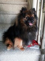pup.jpg