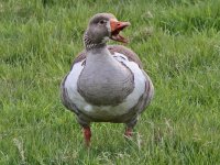 Greylag%20Goose,%20Burnham%20Norton,%2029-Apr-11%20(A8)%20L.jpg Greylag%20Goose,%20Burnham%20Norton,%2029-Apr-11%20(A8)%20L.jpg