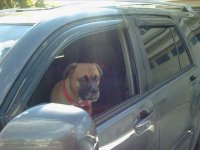 jazzy in 4runner.jpg