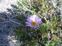 flower.jpg