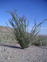anza plant.jpg