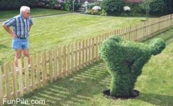 hedges.jpg