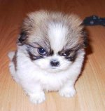 dog.jpg
