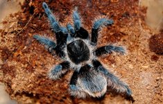 spiders-tarantula-wallpaper-3000x1923-arachnids-by-wallpoper.com images 00 40 27 70 spiders-tara.jpg