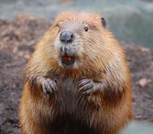 beaver-5.jpg