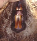 t_beaver2.jpg