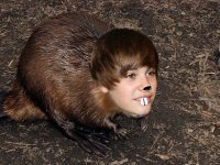 beaver 3.jpg