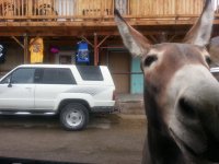 donkey.jpg