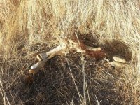 wild boars leg.jpg
