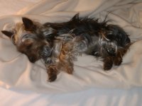 bacon sleeping.jpg