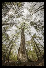 lookingup.jpg