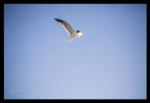 flight.jpg