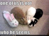 slipper[1].jpg
