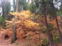 bass lake 10.jpg
