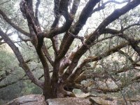 live oak.jpg