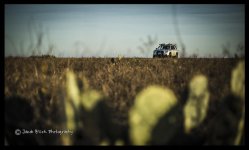 cactus field.jpg