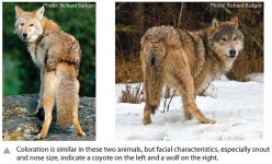 CoyoteWolfCompare1.jpg CoyoteWolfCompare1.jpg