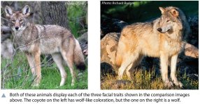 CoyoteWolfCompare2.jpg CoyoteWolfCompare2.jpg