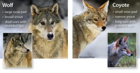 WolfCoyoteComparison.jpg WolfCoyoteComparison.jpg