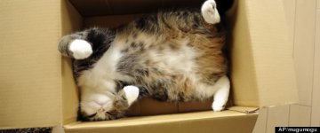 r-INTERNET-CAT-STARS-FAME-large570.jpg