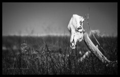 cowskull.jpg