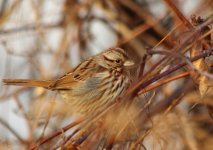 TIMG_1023-2.jpg