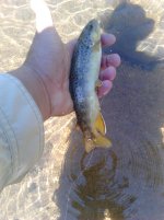 fish1.jpg