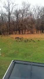 turkeys 1.jpg