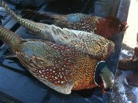 IMG_0691.jpg